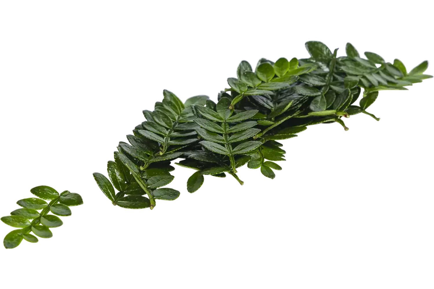 Sansho leaves (+-- 25 blaadjes-schaal) kist 8 stuks